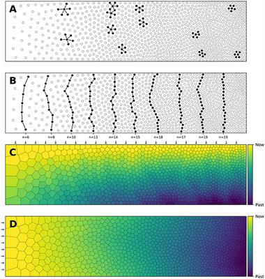 A Density-Driven Method for the Placement of Biological Cells Over Two-Dimensional Manifolds